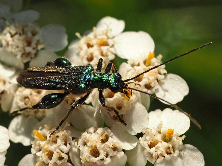 Grüner Scheinbockkäfer, Oedemera nobilis Männchen